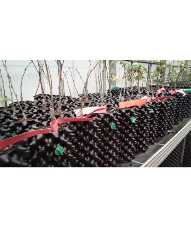 DONICZKA AIR-POTS 12,5L - SUPER ROOTS - 3 - Air-Pots posiadają niezwykłe, profilowane ściany, rodzaj konfiguracji wytłaczanki do DONICZKA AIR-POTS 12,5L - SUPER ROOTS - 3 - Air-Pots posiadają niezwykłe, profilowane ściany, rodzaj konfiguracji wytłaczanki do