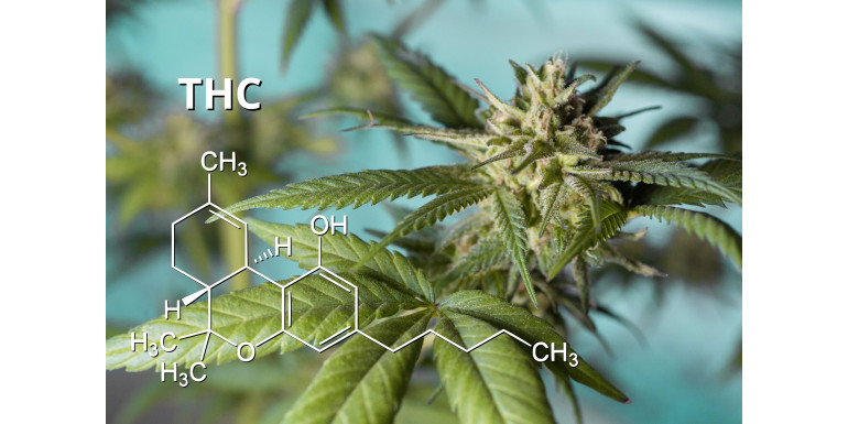 THC v těle: sliny, krev a moč – jak dlouho je detekovatelné?