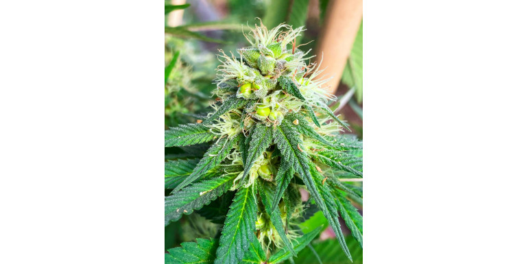 Jak odróżnić konopie indyjskie od konopi siewnych? Praktyczny i rzetelny poradnik