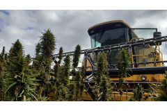 When to harvest hemp? How to recognise the ideal moment for harvesting + lunar calendar 2026