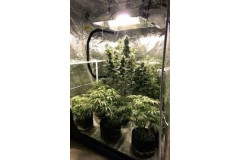 Jaké osvětlení pro indoor konopí? Kompletní průvodce CFL, MH, HPS, CMH a LED grow světly (2026)