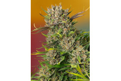 How to Increase the Aroma and Smell of Cannabis? 9 Ways to Boost Terpenes