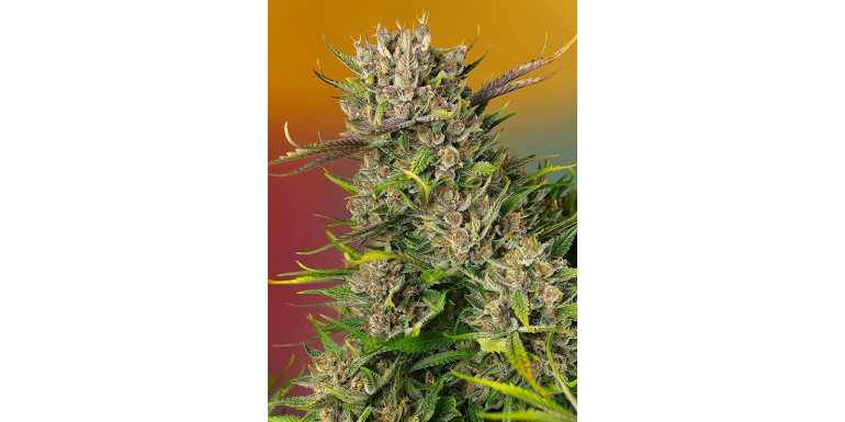 How to Increase the Aroma and Smell of Cannabis? 9 Ways to Boost Terpenes