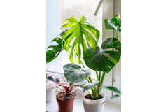 Monstera – wie pflegt man diese Pflanze? Kompletter Pflegeguide
