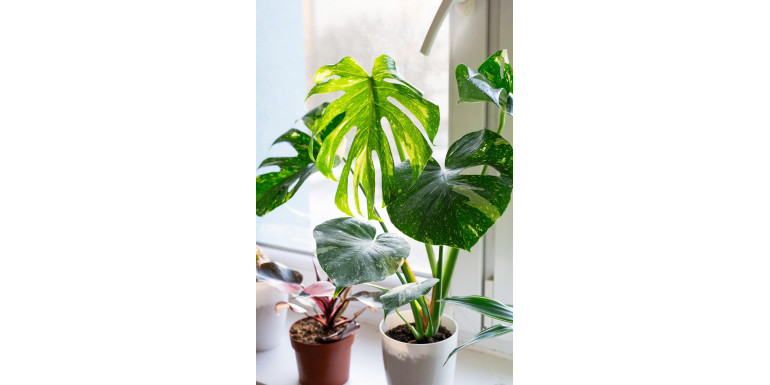 Monstera – how to care for this plant? Complete home growing guide