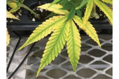 Dlaczego liście roślin żółkną? Najczęstsze przyczyny