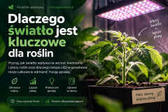 Światło dla roślin: niedobór, lampy LED i growbox