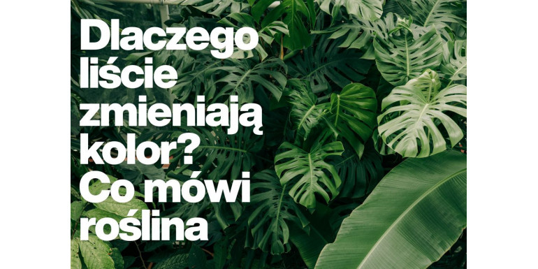 Why Do Leaves Change Colour? What Your Plant Is Telling You