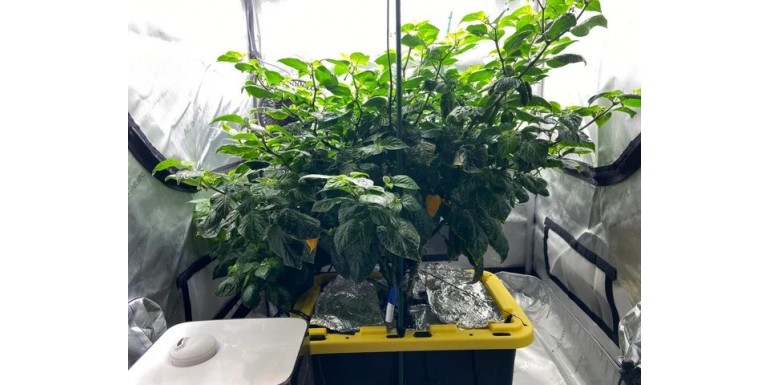 Pěstování paprik v growboxu – praktický průvodce