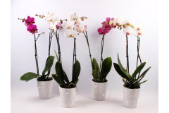 Hesi Orchivit on cheapcultivation.co.uk - Learn how to take care of monstera, orchids and other ornamental plants!