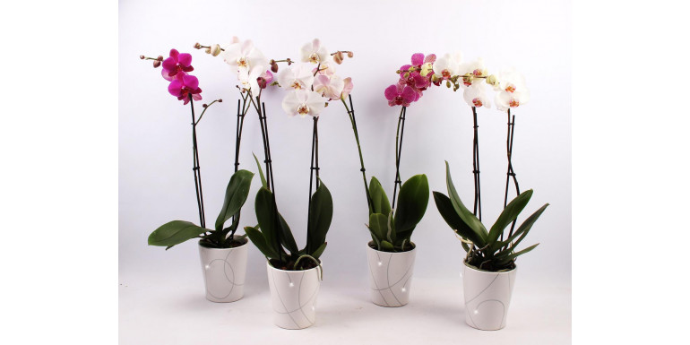 Hesi Orchivit - The Secret of Beautiful Monsters, Orchids and Well-Kept Ornamental Plants