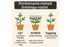 Jak trenować rośliny w growboxie? LST, SCROG i topping – poradnik | TanieUprawianie.pl
