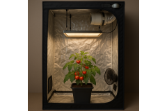 Uprawa w namiocie 60x60 – co zmieścisz i jakie lampy dobrać?