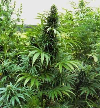 indica vs ssativa