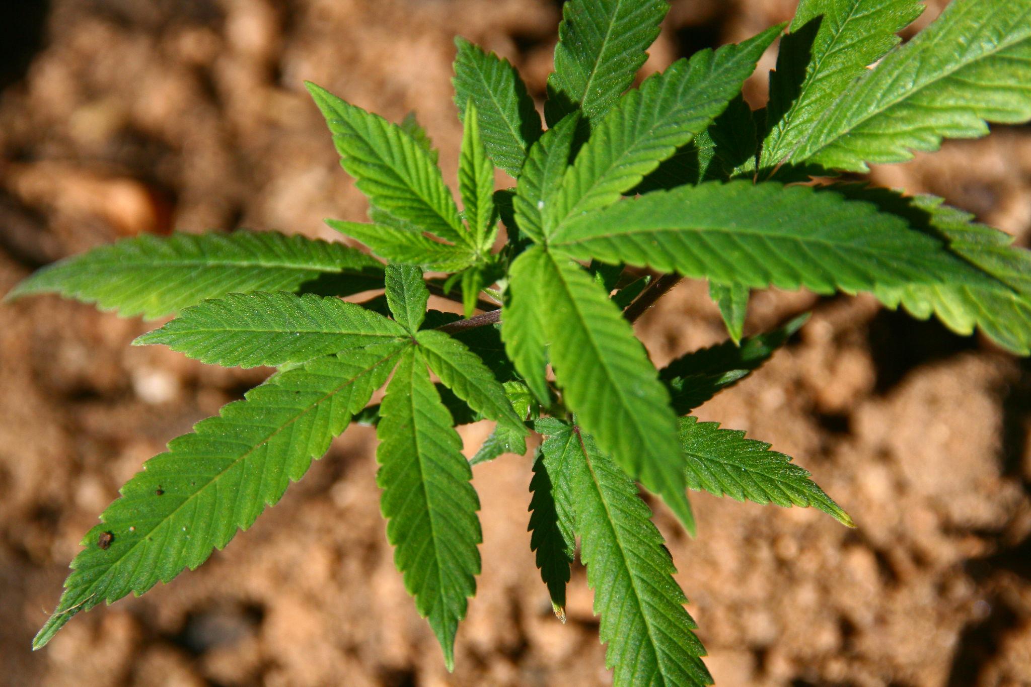 indyka vs sativa