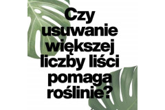 Czy usuwanie większej liczby liści pomaga roślinie?