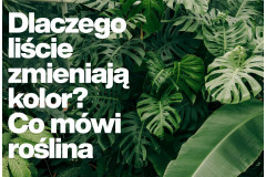 Dlaczego liście zmieniają kolor? Co mówi roślina