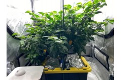 Uprawa papryki w growboxie – praktyczny poradnik