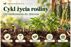 Cykl życia rośliny – od kiełkowania do zbiorów